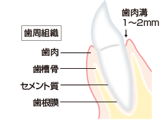 健康な歯ぐきのイラスト